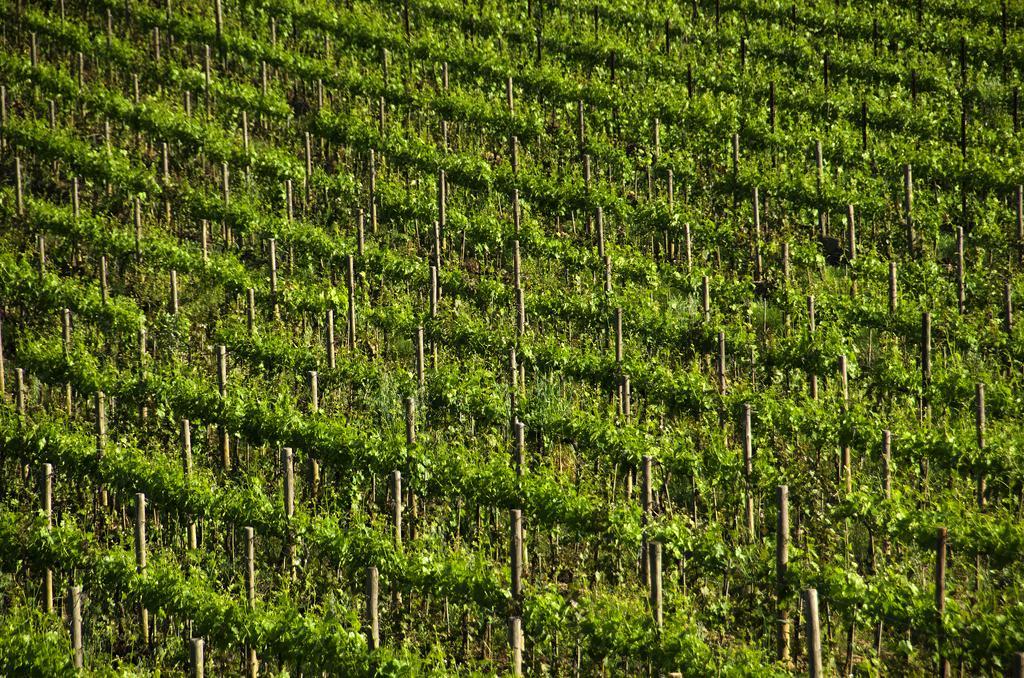 Agriturismo Poggio Bonelli Castelnuovo Berardenga Exterior foto